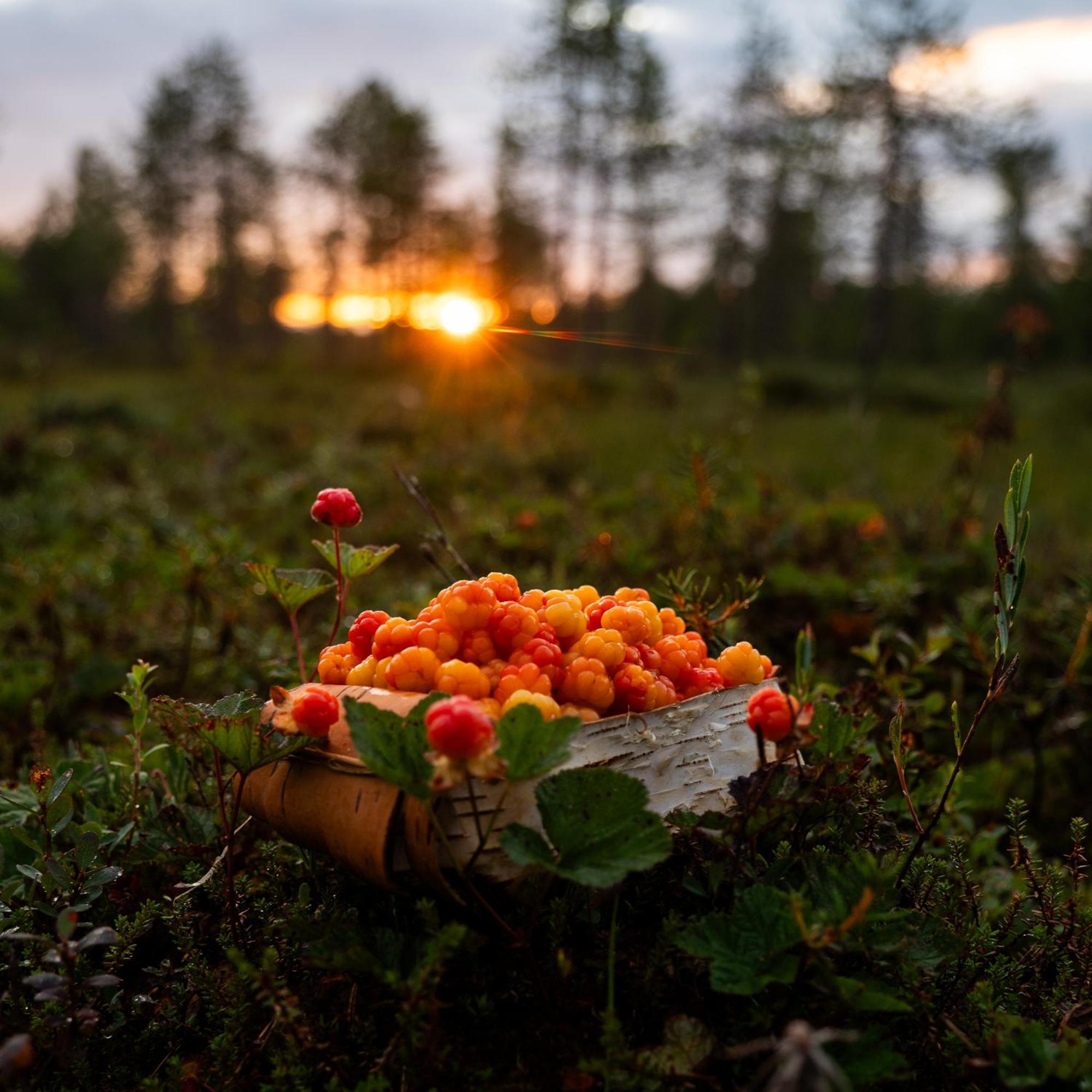 Lapin Villa Hiisi Joen Rannalla Ranua Kültér fotó